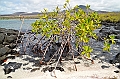 784_Ecuador_Galapagos_Island_Floreana