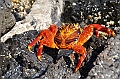 785_Ecuador_Galapagos_Island_Floreana