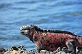 793_Ecuador_Galapagos_Island_Floreana