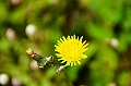 817_Ecuador_Galapagos_Santa_Cruz_Los_Gemelos