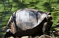 841_Ecuador_Galapagos_Santa_Cruz_El_Chato_Tortoise_Reserve