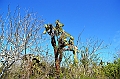 845_Ecuador_Galapagos_Santa_Cruz_Tortuga_Bay