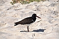 851_Ecuador_Galapagos_Santa_Cruz_Tortuga_Bay