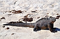 852_Ecuador_Galapagos_Santa_Cruz_Tortuga_Bay