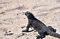 854_Ecuador_Galapagos_Santa_Cruz_Tortuga_Bay