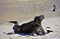 858_Ecuador_Galapagos_Santa_Cruz_Tortuga_Bay
