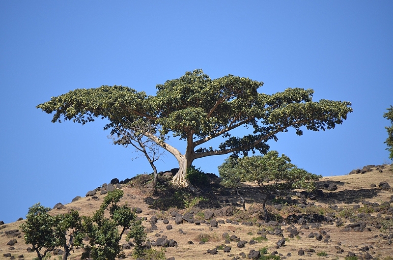 083_Ethiopia_North.JPG