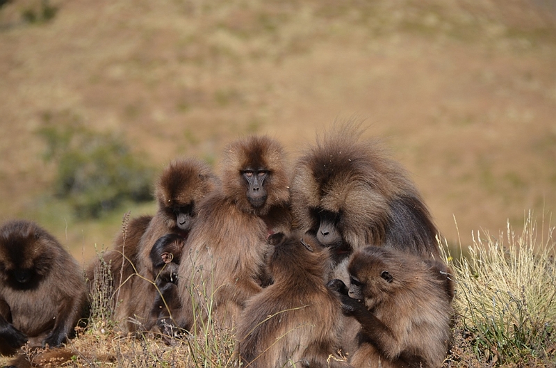 195_Ethiopia_North_Semien_NP.JPG