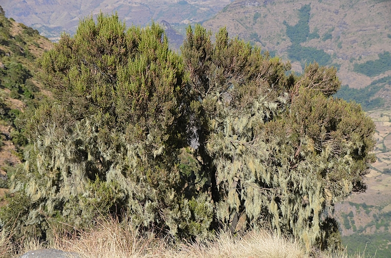 208_Ethiopia_North_Semien_NP.JPG