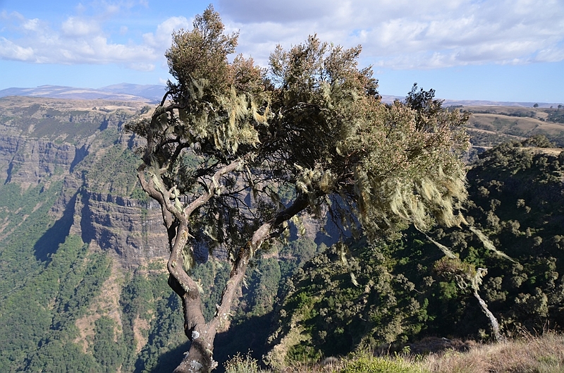 214_Ethiopia_North_Semien_NP.JPG