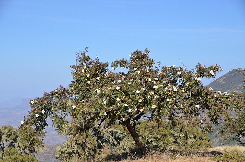 222_Ethiopia_North_Semien_NP.JPG
