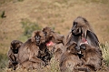 194_Ethiopia_North_Semien_NP