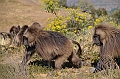 197_Ethiopia_North_Semien_NP
