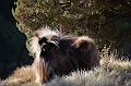 229_Ethiopia_North_Semien_NP