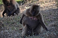231_Ethiopia_North_Semien_NP