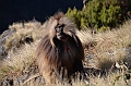 236_Ethiopia_North_Semien_NP