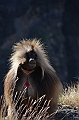 237_Ethiopia_North_Semien_NP