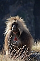 238_Ethiopia_North_Semien_NP