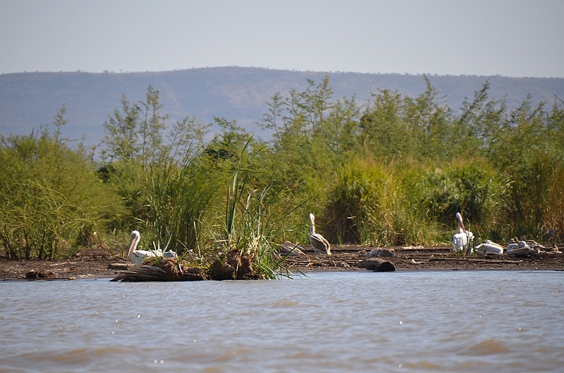 786_Ethiopia_South_Nechi_Sar_NP.JPG