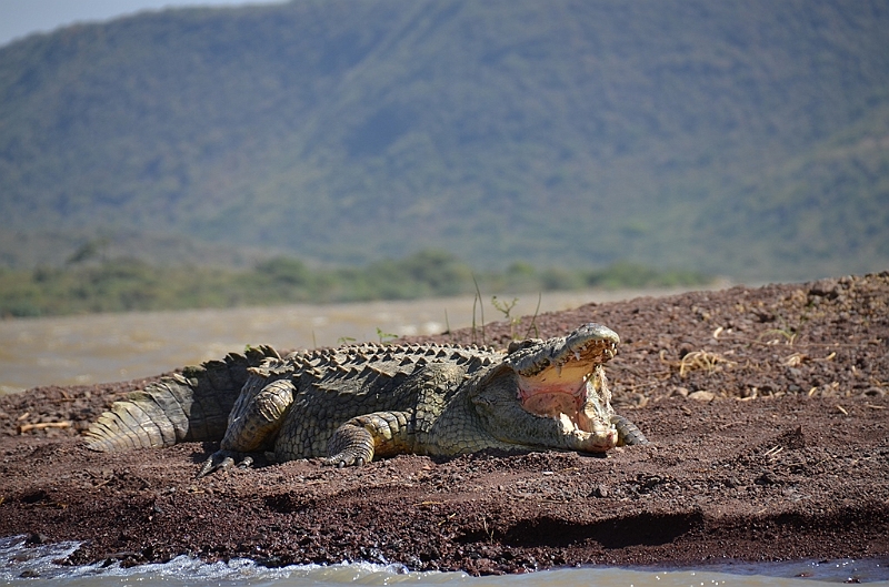 804_Ethiopia_South_Nechi_Sar_NP.JPG