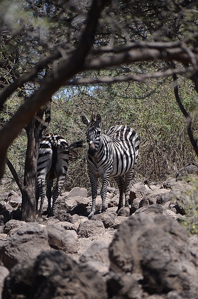 813_Ethiopia_South_Nechi_Sar_NP.JPG