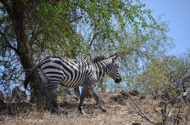 815_Ethiopia_South_Nechi_Sar_NP.JPG