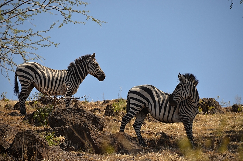 817_Ethiopia_South_Nechi_Sar_NP.JPG