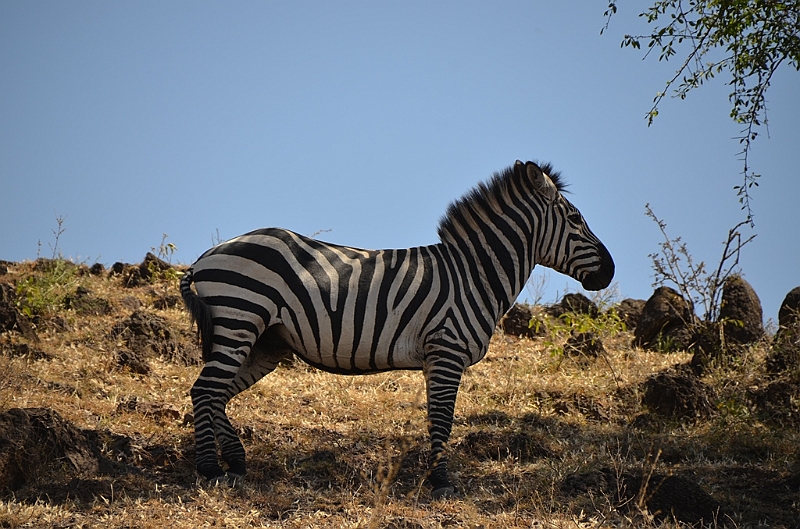 818_Ethiopia_South_Nechi_Sar_NP.JPG