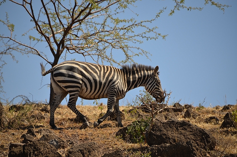 819_Ethiopia_South_Nechi_Sar_NP.JPG