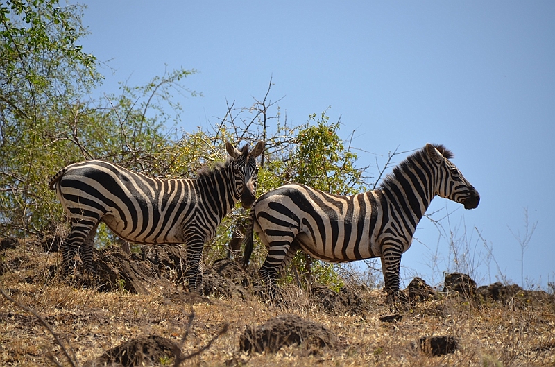 821_Ethiopia_South_Nechi_Sar_NP.JPG