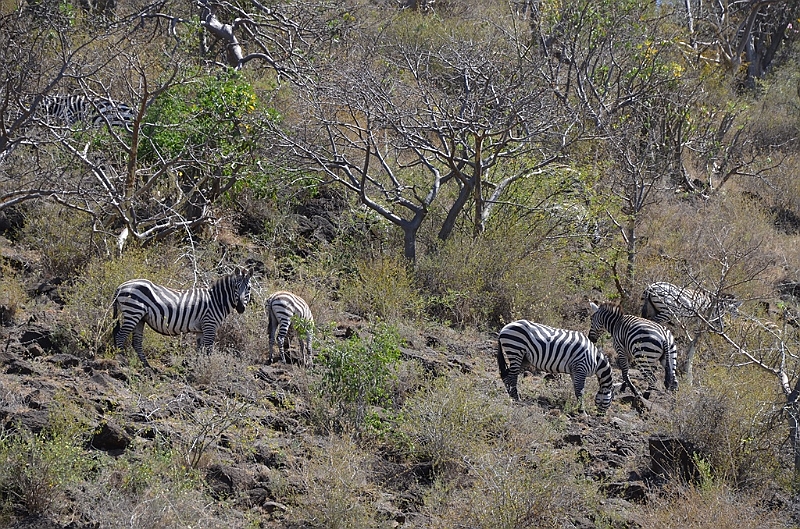 826_Ethiopia_South_Nechi_Sar_NP.JPG