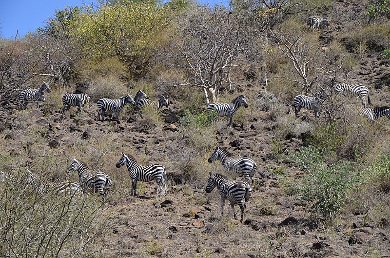 828_Ethiopia_South_Nechi_Sar_NP.JPG