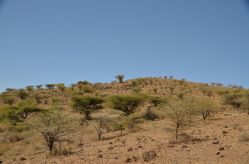 829_Ethiopia_South_Nechi_Sar_NP.JPG