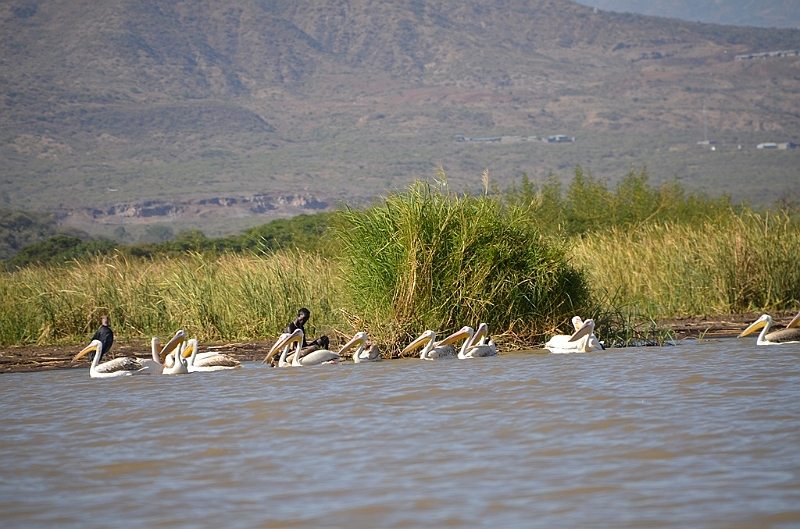 831_Ethiopia_South_Nechi_Sar_NP.JPG