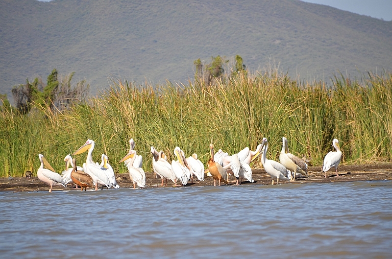 834_Ethiopia_South_Nechi_Sar_NP.JPG