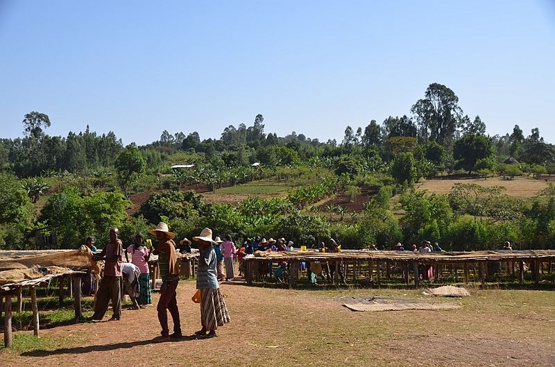 861_Ethiopia_South_Coffee.JPG