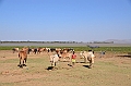511_Ethiopia_South
