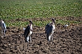 516_Ethiopia_South
