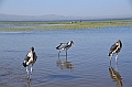 533_Ethiopia_South_Awassa_Fish_Market
