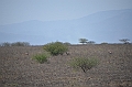 812_Ethiopia_South_Nechi_Sar_NP