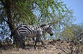 815_Ethiopia_South_Nechi_Sar_NP