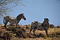 817_Ethiopia_South_Nechi_Sar_NP