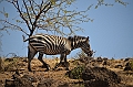 819_Ethiopia_South_Nechi_Sar_NP