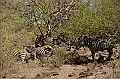 820_Ethiopia_South_Nechi_Sar_NP
