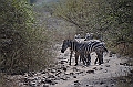 824_Ethiopia_South_Nechi_Sar_NP