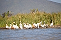 834_Ethiopia_South_Nechi_Sar_NP