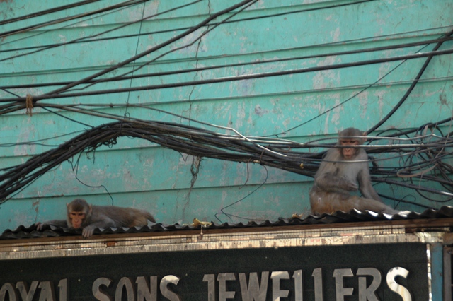005_India_New_Delhi.JPG