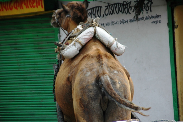 072_India_Jaipur.JPG