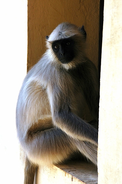 110_India_Amber_Fort.JPG