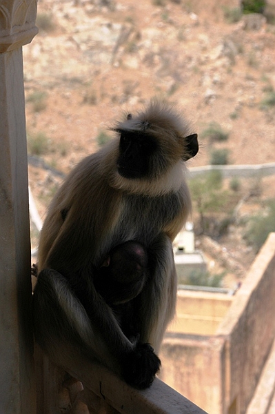 111_India_Amber_Fort.JPG